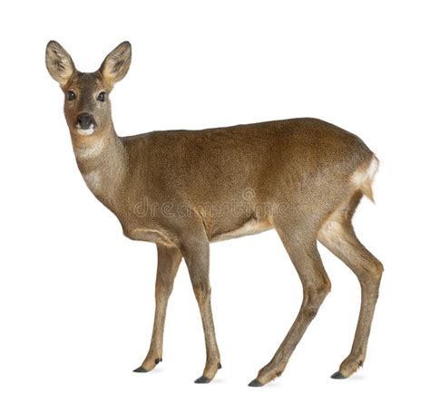 deer stock image|deer jpg images.